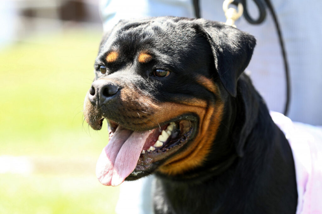 Tout Savoir Sur Les Rottweilers Ducation Caract Re Sant Prix Et