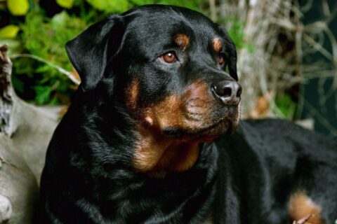 Tout savoir sur les Rottweilers éducation caractère santé prix et