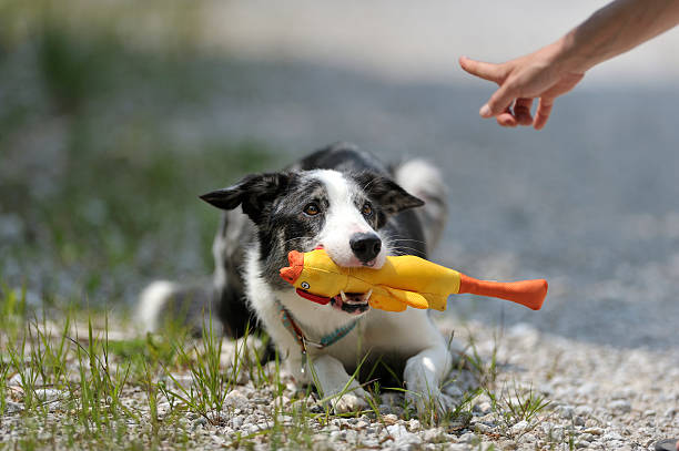 jouets à offrir à votre chien